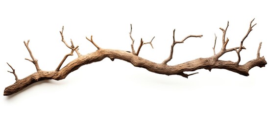 Cracked bark on dry branch of dead tree isolated on white background. - obrazy, fototapety, plakaty