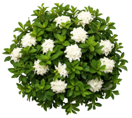 Garden Shrub With White Flowers. Top View. Landscape Design Template. Ai Generative