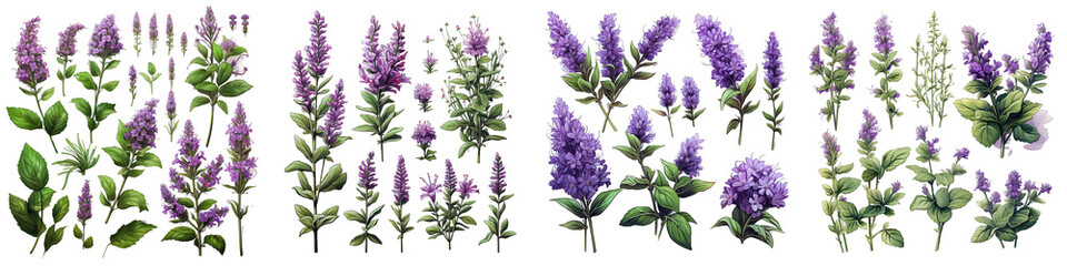 Catmint Hyperrealistic Highly Detailed Isolated On Transparent Background Png File