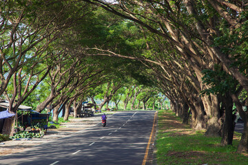 Tunnel of trees in Gunaksa near Kusamba in East Bali, Indonesia. 