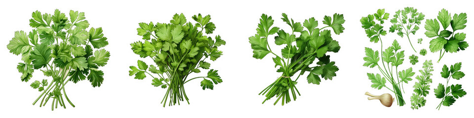 Cilantro Hyperrealistic Highly Detailed Isolated On Transparent Background Png File - obrazy, fototapety, plakaty