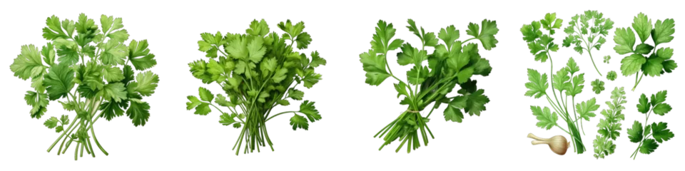 Fotobehang Cilantro Hyperrealistic Highly Detailed Isolated On Transparent Background Png File © Wander Taste
