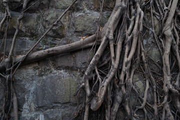 Roots of the tree growns on the stone wall