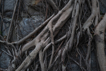 Roots of the tree growns on the stone wall