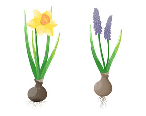 Narcissus and Hyacinth isolated on white background. Vector illustration.