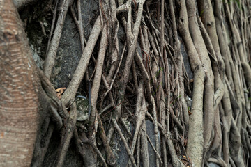 Roots of the tree growns on the stone wall