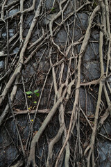 Roots of the tree growns on the stone wall