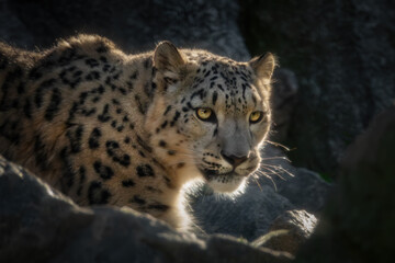 Amurleopard im Sonnenlicht
