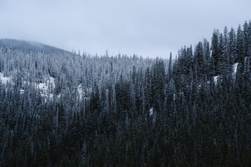 Beautiful Natural Forest With Powered Snow on Green Trees. Colorado Kebler Pass Winter.