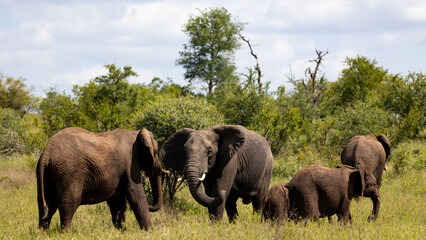 African elephant greetings in the wild