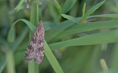 Nomophila noctuella, the rush veneer, is a species of moth of the family Crambidae, Crete