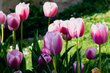 Pink tulips in the ground in a garden at springtime