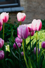 Pink tulips in the ground in a garden at springtime
