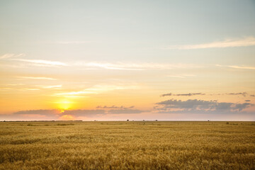 Large yellow field with wheat at sunset
