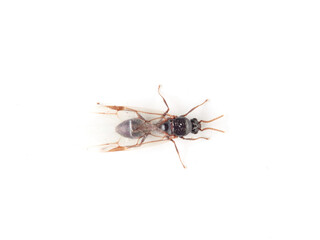 Acrobat ant with wings. Genus Crematogaster