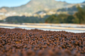 Raw coffee beans, coffee drying process on shelf natural sunlight plantation at factory community