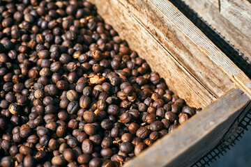 Raw coffee beans, coffee drying process on shelf natural sunlight plantation at factory community