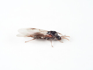 Acrobat ant with wings. Genus Crematogaster