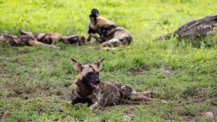 African wild dogs in the wild