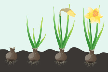 Daffodil and narcissus in the soil. Vector illustration