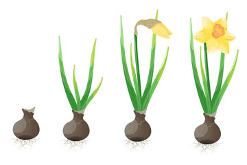 Narcissus flowers set isolated on white background. Vector illustration.