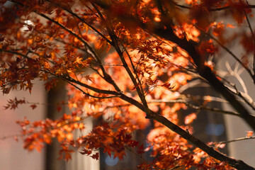 Autumn Glow: Illuminated Maple Leaves at Night in Japan 紅葉のライトアップ