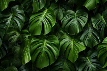 Obraz premium green leaves background