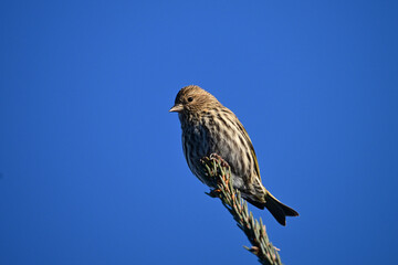 Close up photograph of a Pine Siskin bird on the top of a pine tree