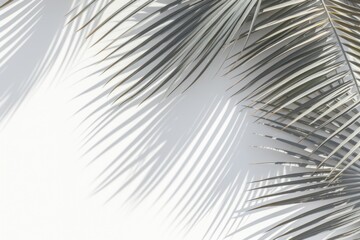 A detailed view of a palm leaf against a white wall. Perfect for adding a touch of nature to any design or decoration