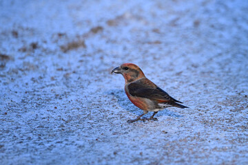 Colorful close up of a male Red Crossbill bird eating grit off the snow covered road
