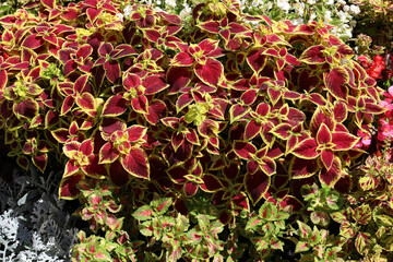Coleus of two types are harmoniously combined in the street design of city landscaping