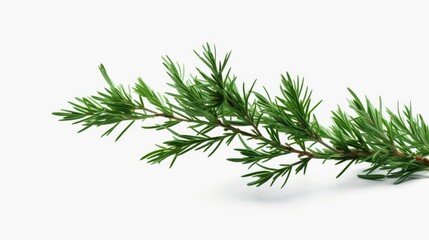 A single branch of a pine tree on a white background. Perfect for adding a touch of nature to any design or project