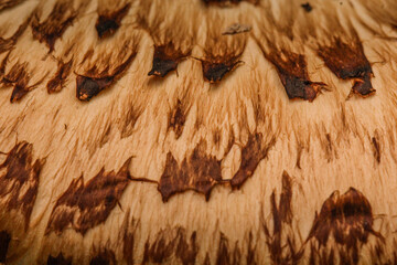 Ideal for a book about How to Identify and Gather Wild Mushrooms and Other Fungi. Polyporus...