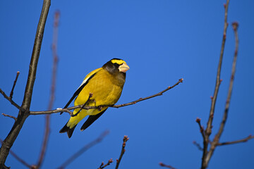 Bright yellow male Evening Grosbeak bird sits perched on a branch against a blue sky