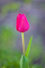 Close up for one purple tulip on a blurred natural background