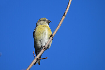 Colorful close up of a female Red Crossbill bird perched on a branch
