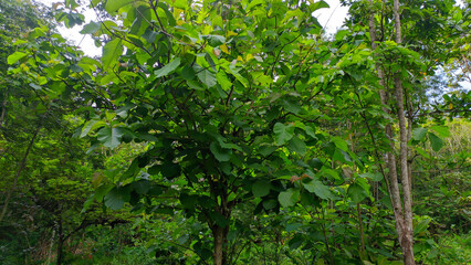 green leaves from teak trees, teak forests