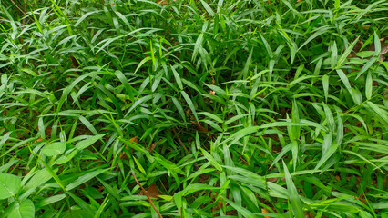 fresh green wild grass