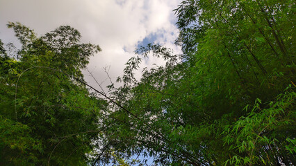 Bamboo trees with dense leaves in Indonesia