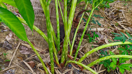 Porang plant or Amorphophallus muelleri