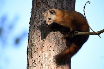 Cute American Pine Marten climbs through the pine trees along the edge of a forest in Algonquin...