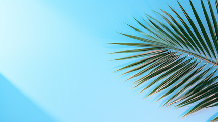 top view of palm leaves on blue background copy space, Tropical palm leaves from above - flat lay