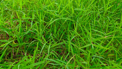 fresh green wild grass
