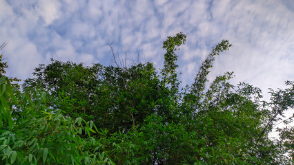 Bamboo trees with dense leaves in Indonesia