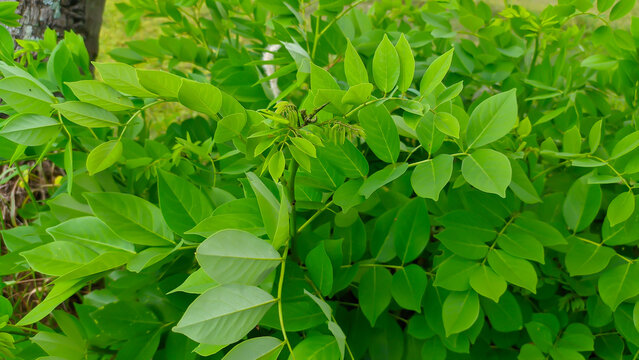 green leaves of the katuk plant or Sauropus androgynus