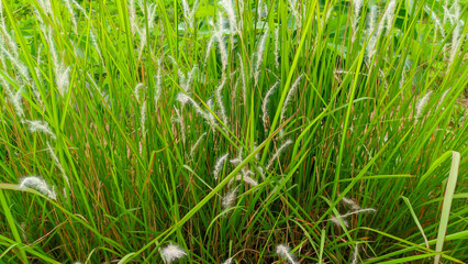 The wild grass plant alang alang or Imperata cylindrica