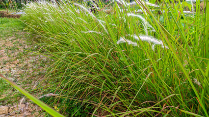 The wild grass plant alang alang or Imperata cylindrica