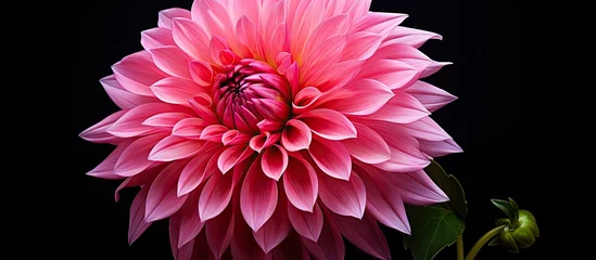 Foto op Canvas Stunning solitary pink dahlia blossom. © TheWaterMeloonProjec