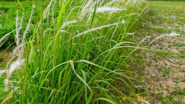 The wild grass plant alang alang or Imperata cylindrica