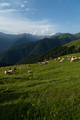 Fototapeta na wymiar Caucasus mountains Azerbaijan. A sunny day. Animals and village